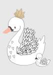 Swan Grey - Acrylic Wall Print - 600MM X 600MM