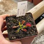 Venus Fly Trap 'crispy Sun.' Special Import. - Dormant Plant. 7.5CM Plastic Container.