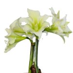 Amaryllis Sonatini – “martini” Bulbs