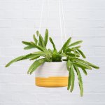Mia Melange - Large Hanging Planter - Yellow White & Yellow - 21CM