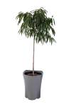 Large High Gloss Grey Planter