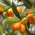 Kumquat Tree 50LT