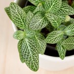 Nerve Plant - Green - 12CM Nursery Pot