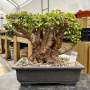 Portulacaria Afra "spekboom" - PXL03 360MM L X 270MM D X 330MM H