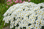 Leucanthemum ‘daisy May’ 19CM Pot