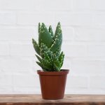 Jewelled Aloe - 9CM Nursery Pot Small Plant