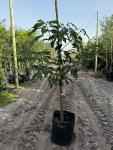 Mango Tree “kent” 50LT