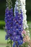 Delphinium Guardian Blue - 100 Raw Seed