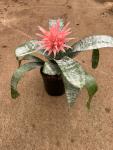 Aechmea 19CM Pot