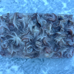 AVG 1 Pack Of Frozen Squid Strips 800G