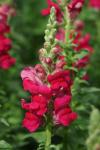 Antirrhinum Snapdragon Potomac Royal - 20 Raw Seed