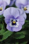 Viola Sorbet Marina Xp Seed - 500 Raw Seed