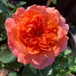 Rose Foxy Lady Ludafrieasy 5LT