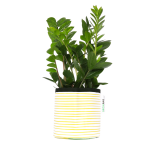 Yellow Stripy Planter - Small