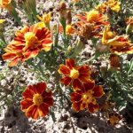 Seeds Marigold Afrikaaner 25 Seeds