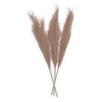 Beige Pampas Set 90CM