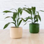 Speckled Cast Iron Plant - In Migo Planter - Blush