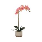 Two-tone Pink Orchid