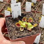 Venus Fly Trap 'cup Trap.' Special Import. - 2 Year Old Plant. 7.5CM Plastic Container.