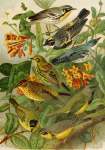 DIE Nordamerikanische Vogelwelt 6 Art Print - A4