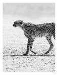 Cheetah Art Print - A4