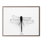 Dragonfly III Art Print - A3