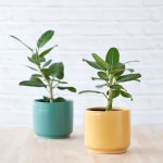 Ficus Audrey - In 16CM Migo Teal Blue Planter
