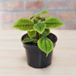 Moon Valley Pilea - 14CM Nursery Pot