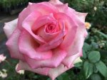 Table Mountain Hybrid Tea Rose 5LT