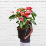 Anthurium - Red - Large - 30 Cm Nursery Pot 3PP
