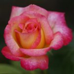 Sheilas Perfume Rose Std 90CM