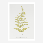 Art Poster A4 - Gymnogramma Chrysophylla