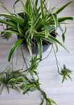 Chlorophytum Ocean 25CM Hanging Basket Spider Plant