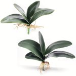 Real Touch Artificial Phalaenopsis Orchid - Waterproof Eva Foam Perfect For Home & Garden Decor Versatile Tabletop Display Ideal