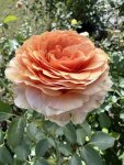 Rosa Homeopathica Hybrid Tea Rose 5LT