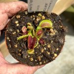 Venus Fly Trap 'double Face.' Collectible Import. - Dormant Plant. 12CM Plastic Container.