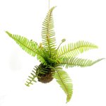 Viva Terra Fern On A Rope