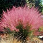 Muhlenbergia Capillaris Pink Muhly Grass 14CM Pot