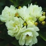 Purezza Climbing Rose 5LT