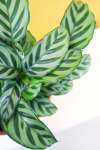 Calathea Freddy - 20CM