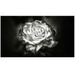 Rose Close-up Black And White Art Photography Wall Canvas 1200 X 800 SUPMF021