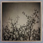 Reaching Trees Square 2 Art Print - 30 X 30CM Framed Canvas With Natural Wood Frame