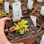 Venus Fly Trap 'lunatic Fringe.' Special Import. - Dormant Plant. 12CM Plastic Container.