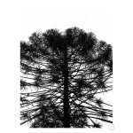 Monkey Puzzle Art Print - A1