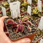 Venus Fly Trap 'gold Strike.' Special Import. - 3 Years Or Older. 12CM Plastic Container.