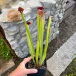 Trumpet Pitcher Sarracenia 'minor Var. Minor Usbot .' - Dormant Plant. 12CM Plastic Container.