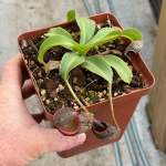 Tropical Pitcher Nepenthes 'maxima X Talagensis'