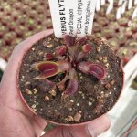 Venus Fly Trap 'petite Dragon.' Special Import. - 3 Years Or Older. 12CM Plastic Container.