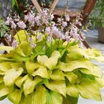 Hosta Ki Ren Jyaku Seedlings - 3 Plug Plants