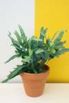 Blue Star Fern - 20CM